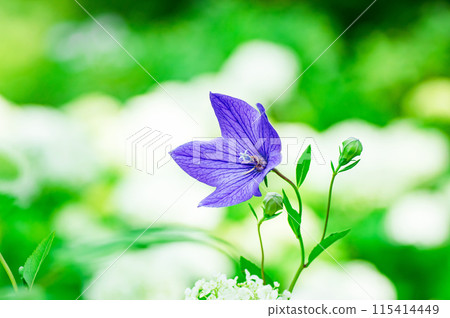 Bright bellflowers bloom in early summer 115414449