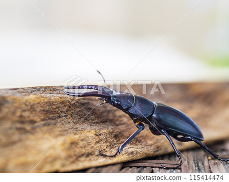 A stag beetle climbing a wooden board A stag beetle climbing a wooden board 115414474