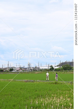 A man and a woman stopping on the side of a rice field A man and a woman stopping on the side of a rice field 115414497