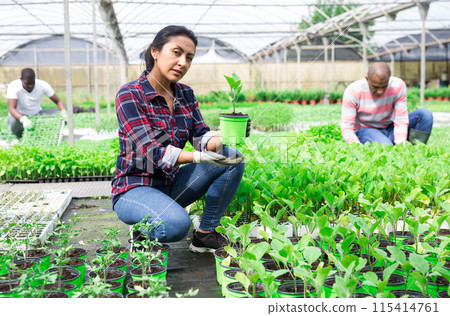 Hispanic female horticulturist checking eggplant seedlings in greenhouse Hispanic female horticulturist checking eggplant seedlings in greenhouse 115414761