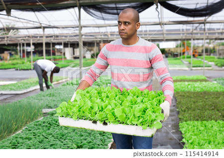 Latin american horticulturist carrying tray with lettuce seedlings Latin american horticulturist carrying tray with lettuce seedlings 115414914