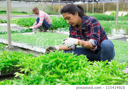Latina woman working with seedling in greenhouse Latina woman working with seedling in greenhouse 115414928