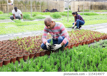 Pakistani farmer controls rosemary sprouts in greenhouse Pakistani farmer controls rosemary sprouts in greenhouse 115414977