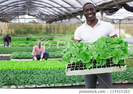 Portrait of successful farmer caring for sprouts of various greenhouse crops Portrait of successful farmer caring for sprouts of various greenhouse crops 115415163