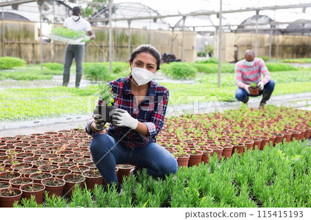 Latina in medical mask checking rosemary seedlings in hothouse 115415193