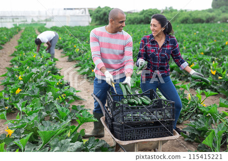 Latin farmer couple harvesting ripe green zucchini 115415221