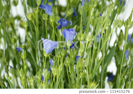 Blue flax blossom in close up over white background Blue flax blossom in close up over white background 115415276
