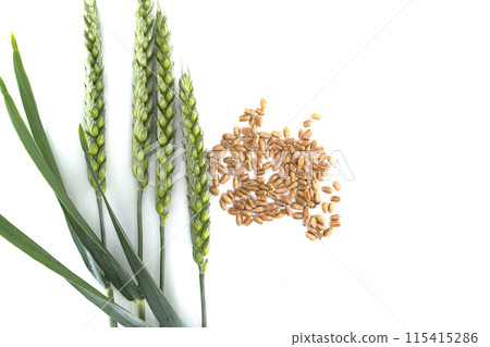 Green wheat stems and wheat grains isolated on white background Green wheat stems and wheat grains isolated on white background 115415286