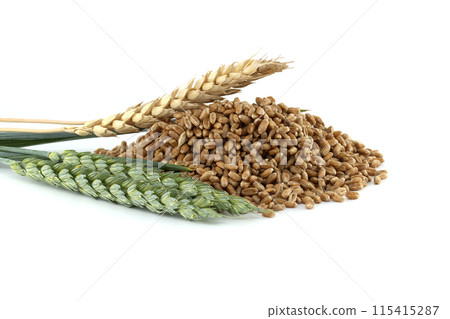 Green wheat stems and wheat grains isolated on white background 115415287