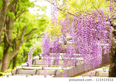 Wisteria flower blooming on a wisteria trellis Wisteria flower blooming on a wisteria trellis 115415918