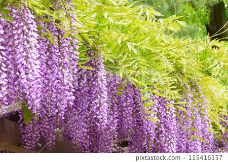 紫藤花在新鮮的綠葉中綻放 115416157