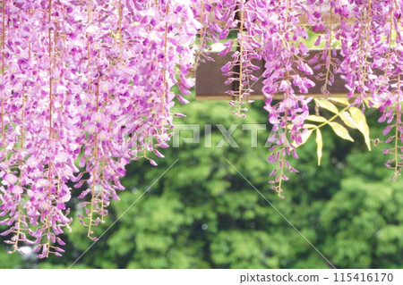 Wisteria flowers blooming in the fresh greenery 115416170