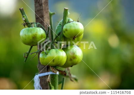 Close up of green tomato plant with black spots, showing signs of phytophthora disease. Green tomato plant close up. Blurred background 115416708