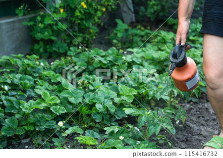 Water sprinkler in a greenhouse garden with tomatoes and strawberries. Vegetable garden with strawberries and tomatoes being watered and sprayed Water sprinkler in a greenhouse garden with tomatoes and strawberries. Vegetable garden with strawberries and tomatoes being watered and sprayed 115416732