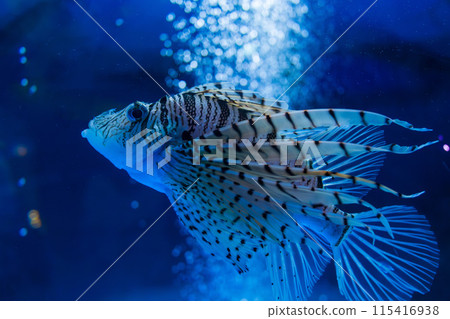 Lionfish swimming underwater 115416938