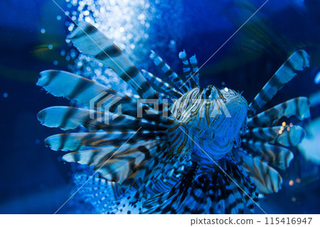 紅獅子魚在水下游泳 115416947