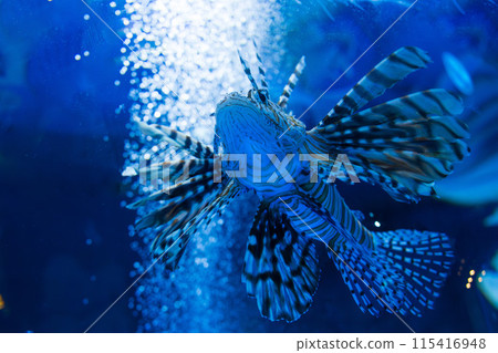 紅獅子魚在水下游泳 115416948