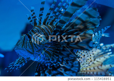 Red lionfish swimming underwater Red lionfish swimming underwater 115416951