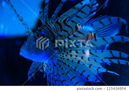 Lionfish swimming underwater 115416954