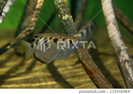 Seven spot archer fish, archerfish, gunfish, archerfish, brackish water fish, aquarium, aquarium, aquarium 115416964