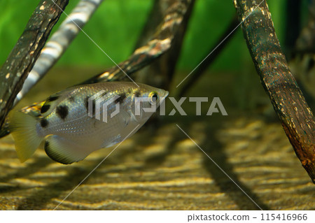 Seven spot archer fish, archerfish, gunfish, archerfish, brackish water fish, aquarium, aquarium, aquarium Seven spot archer fish, archerfish, gunfish, archerfish, brackish water fish, aquarium, aquarium, aquarium 115416966