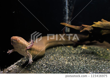 Greater Siren in an aquarium 115416975