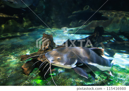 Red tail catfish 115416980