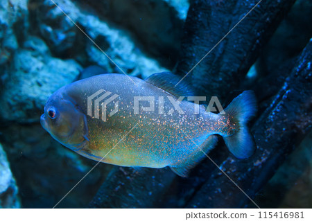 Piranha swimming in an aquarium 115416981