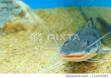 tiger shovelnose catfish tiger shovelnose catfish 115416985