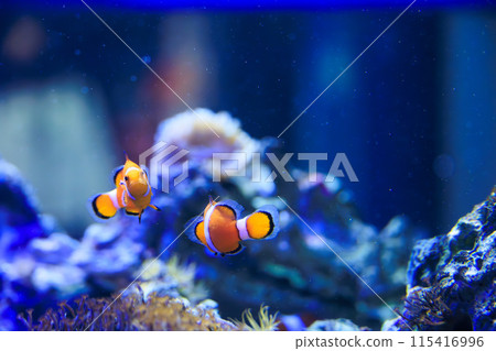 小丑魚在水族箱裡游泳 小丑魚在水族箱裡游泳 115416996