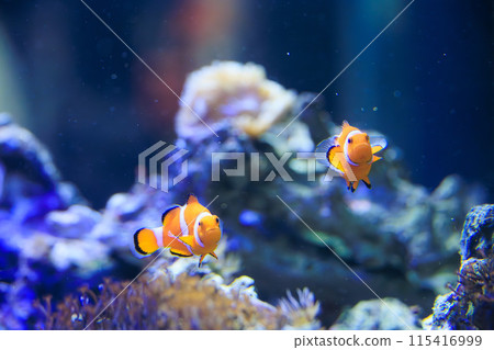 Clownfish swimming in an aquarium 115416999