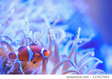 Clownfish and Hatago Sea Anemone Clownfish and Hatago Sea Anemone 115417003