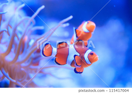 Clownfish and Hatago Sea Anemone Clownfish and Hatago Sea Anemone 115417004