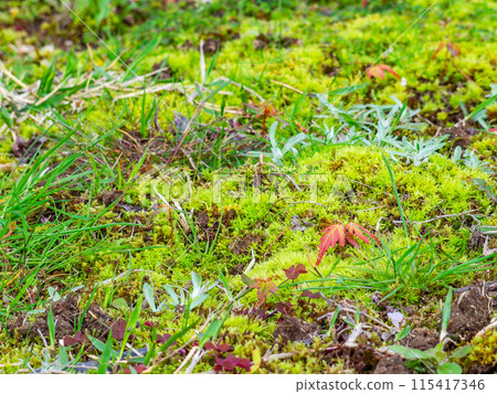 Spring in Okayama: The quaint scenery of Korakuen Garden: Moss and budding maple trees in Seniri Forest Spring in Okayama: The quaint scenery of Korakuen Garden: Moss and budding maple trees in Seniri Forest 115417346