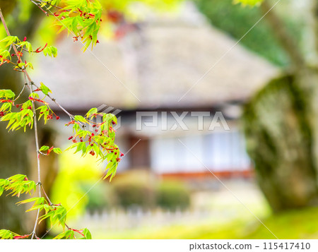 春天的岡山、後樂園的風情、楓樹的新綠 115417410