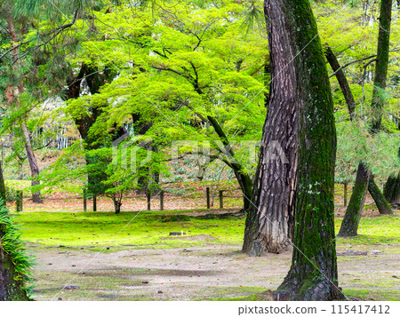 春天的岡山，後樂園、松林和鮮綠的楓樹的大氣景色 115417412