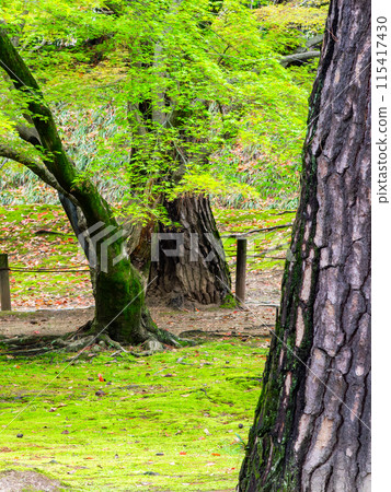 Spring in Okayama: The quaint scenery of Korakuen Garden, with pine trees and the fresh greenery of maples 115417430