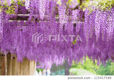 紫藤花架上的紫藤花盛開 115417589