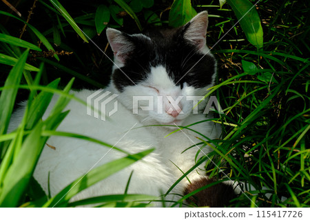 Umemiya Taisha貓 115417726