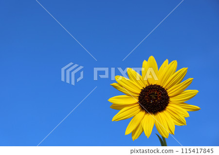 夏天背景_藍天與向日葵 115417845