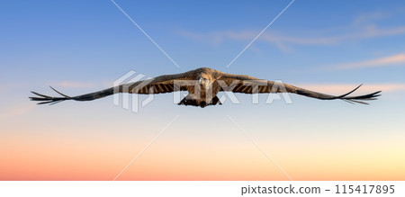 Majestic bird Vulture soaring through blue sky 115417895