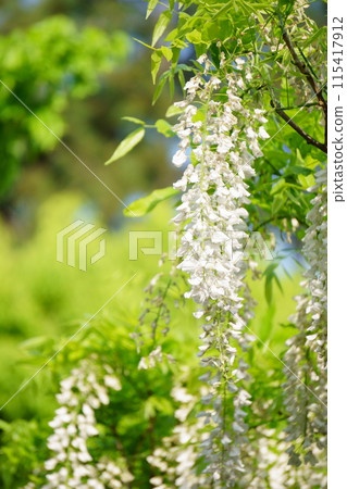 白色紫藤花的特寫 白色紫藤花的特寫 115417912