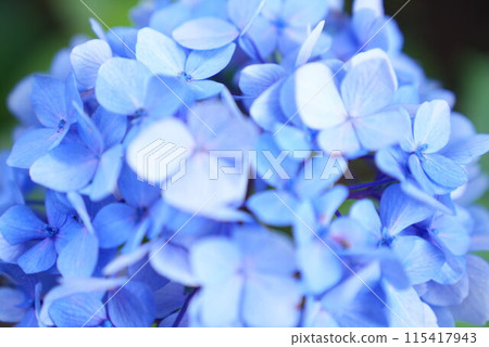 藍色繡球花 藍色繡球花 115417943