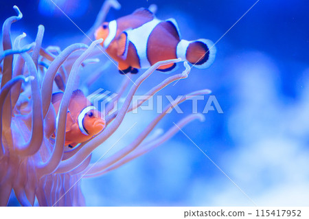 Clownfish and Hatago Sea Anemone Clownfish and Hatago Sea Anemone 115417952