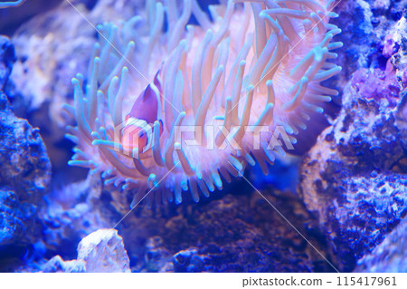 小丑魚和Hatago海葵 小丑魚和Hatago海葵 115417961