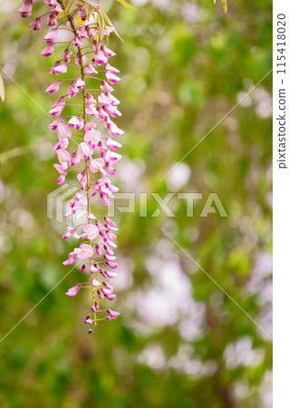 Pale pink wisteria flowers stand out against the fresh greenery 115418020