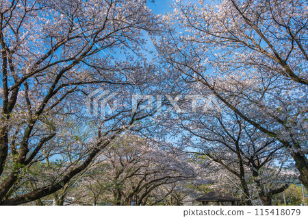 Spring at Oguchi Square: Yoshino cherry blossoms in Ashigara 115418079