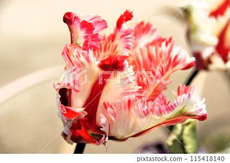 Tulip 115418140