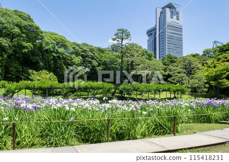 Tokyo, Koishikawa Korakuen, Iris Field, National Historic Site 115418231