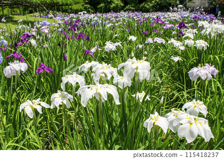 Tokyo, Koishikawa Korakuen, Iris Field, National Historic Site 115418237